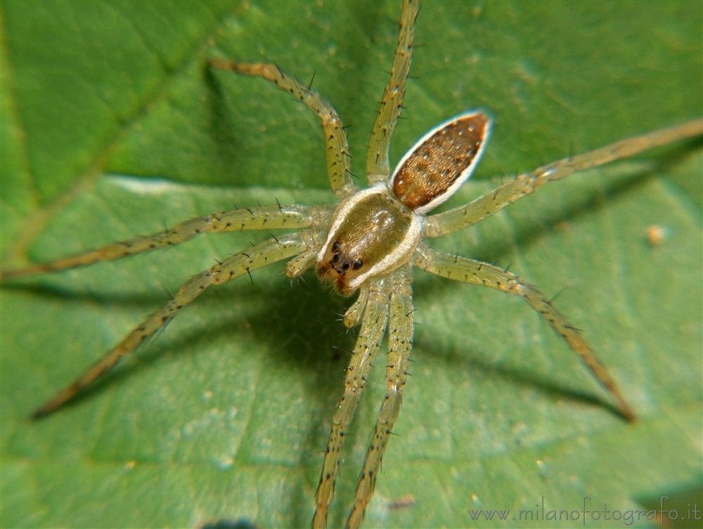 Cadrezzate (Varese, Italy) - Young Pisaura mirabilis